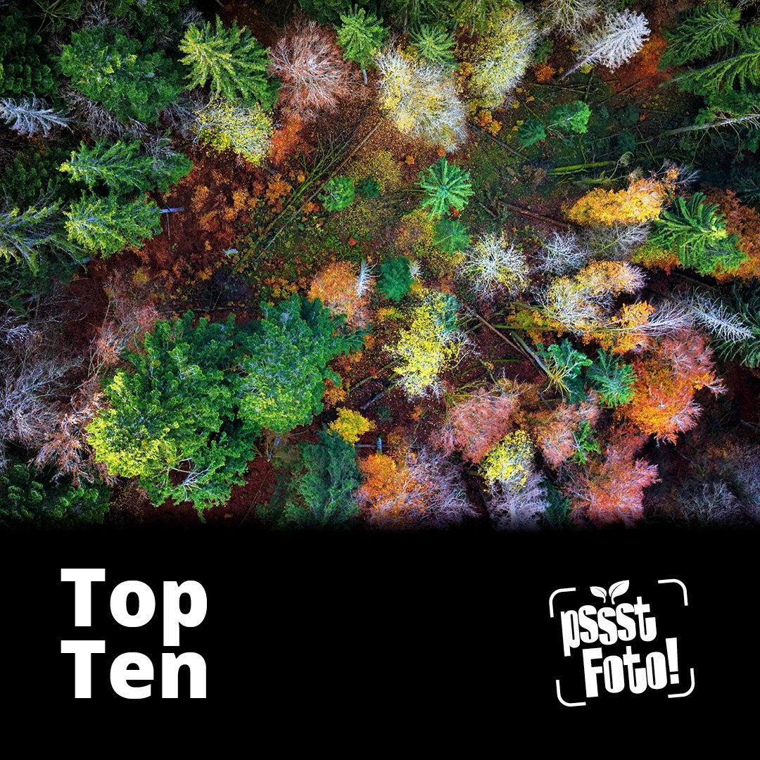 Das Foto "Herbstwald" von von Julian Frey landete in den TopTen vom Blattgeflüster-Fotowettbewerb der #Pflanzenforschung. Glückwunsch! Jeden Montag, Mittwoch und Freitag wird auf Instagram ein weiterer Gewinner gepostet. Details zu diesem Bild auf: instagram.com/p/C0TfuNxL-Dq/