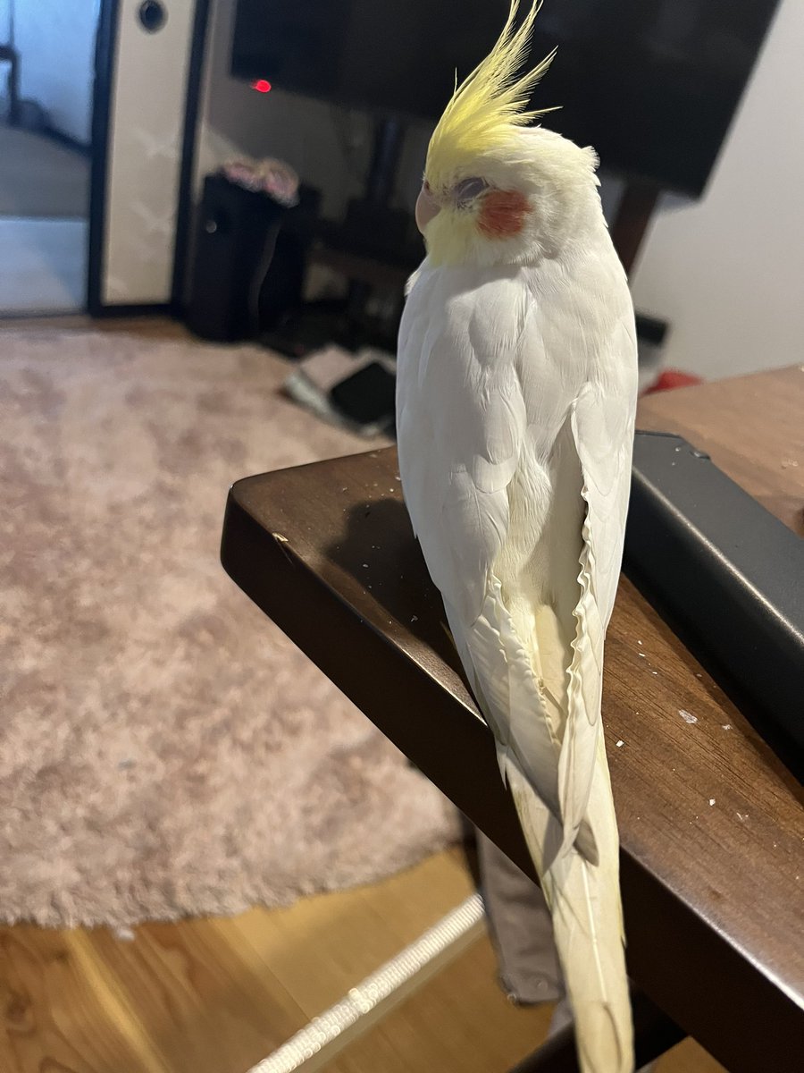shnbmsm915's tweet photo. ゆづ🦜がいなくなって明日で2週間…なんの情報もなくただただ日が過ぎて行く。その間迷子のチラシを貼らせて頂いたお店や工場、施設、会社の皆様。本当にありがとうございます。本当に感謝感謝です🙏まだまだ諦めずに探します！どうか無事に帰って来ます様に🙏🙏 https://t.co/N9vDvzpETD