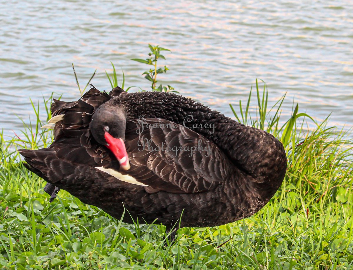An image of a #blackswan captured at #LakeMorton in Lakeland, #Florida... entitled 'Swan Beautiful' can be found as #wallart #homedecor #totebags #mugs and more in my shop at 3-joanne-carey.pixels.com 🖤
#AYearForArt #BuyIntoArt #gifts #Christmasgiftidea #photography #naturelovers