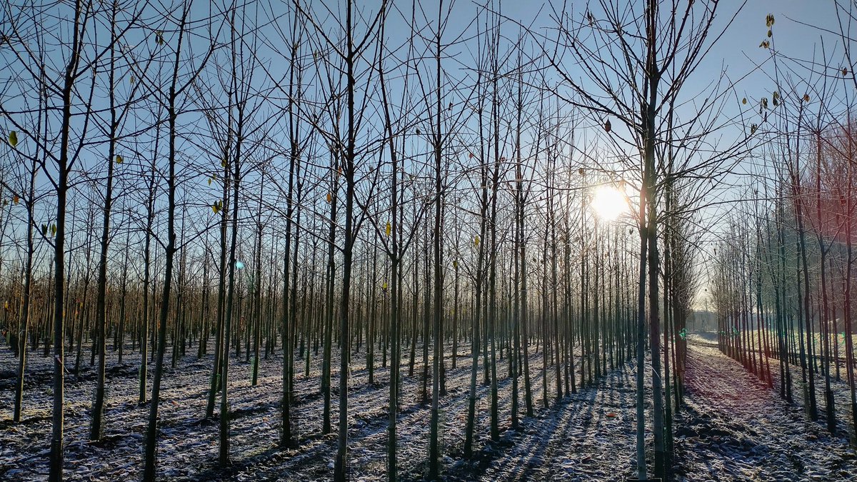 Another frosty morning on the nursery. Hello winter.
.
#frosty #frostymorning #wintersun #bluesky #december #festive #treenursery #treegrower #jajonesuk #southport
