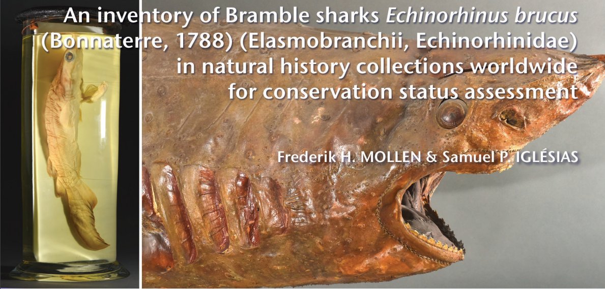 mark_carnall's tweet photo. This one has been a long time cooking but new #MuseumBasedResearch publication An Inventory of Bramble Sharks in Natural History Collections Worldwide is out now https://t.co/6YrqLRh05t https://t.co/ruiVXrLmlM