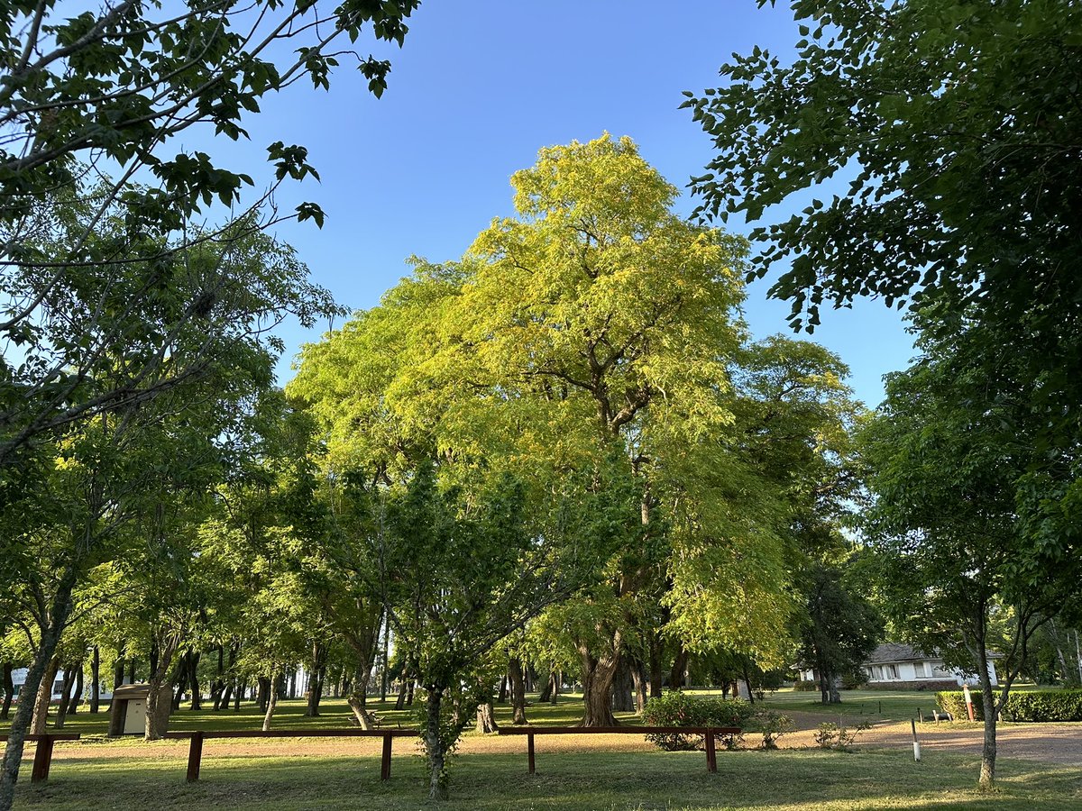EEFAS (@eefas_fagro) on Twitter photo La mañana temprana en la EEFAS <a href="/FagroUdelar/">Facultad Agronomía</a>
Un lugar privilegiado de la
<a href="/Udelaruy/">Universidad de la República</a> La mañana temprana en la EEFAS <a href="/FagroUdelar/">Facultad Agronomía</a>
Un lugar privilegiado de la
<a href="/Udelaruy/">Universidad de la República</a>