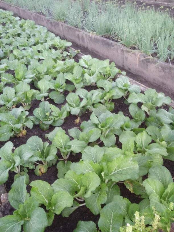 ETurruellas's tweet photo. Organopónico #ElVial en el municipio #PinarDelRio #SiSePuede @YdaelB @MMarreroCruz @JorgeLuisTapiaF @PresidenciaCuba @AsambleaCuba @RamnAguilarBet2 @MINAGCuba https://t.co/WPyQl4P2Ib