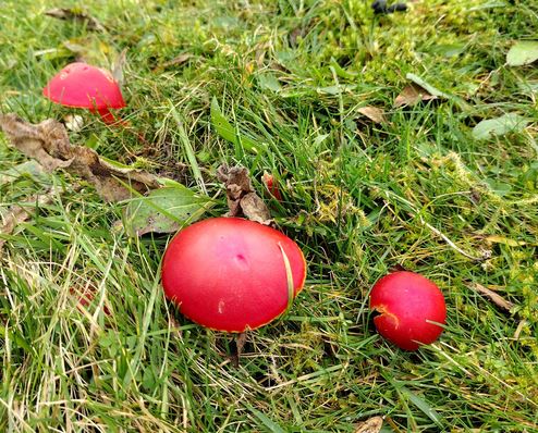 Cofnod #RecordOfTheWeek is this group of Scarlet Waxcaps (Hygrocybe coccinea) recorded at Eithinog, Bangor by Phil Oliver & IDed by Debbie Evans. Great site for rare grassland fungi.