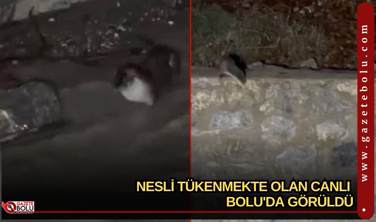 NESLİ TÜKENMEKTE OLAN CANLI BOLU gazetebolu.com/haber/68555/ne…