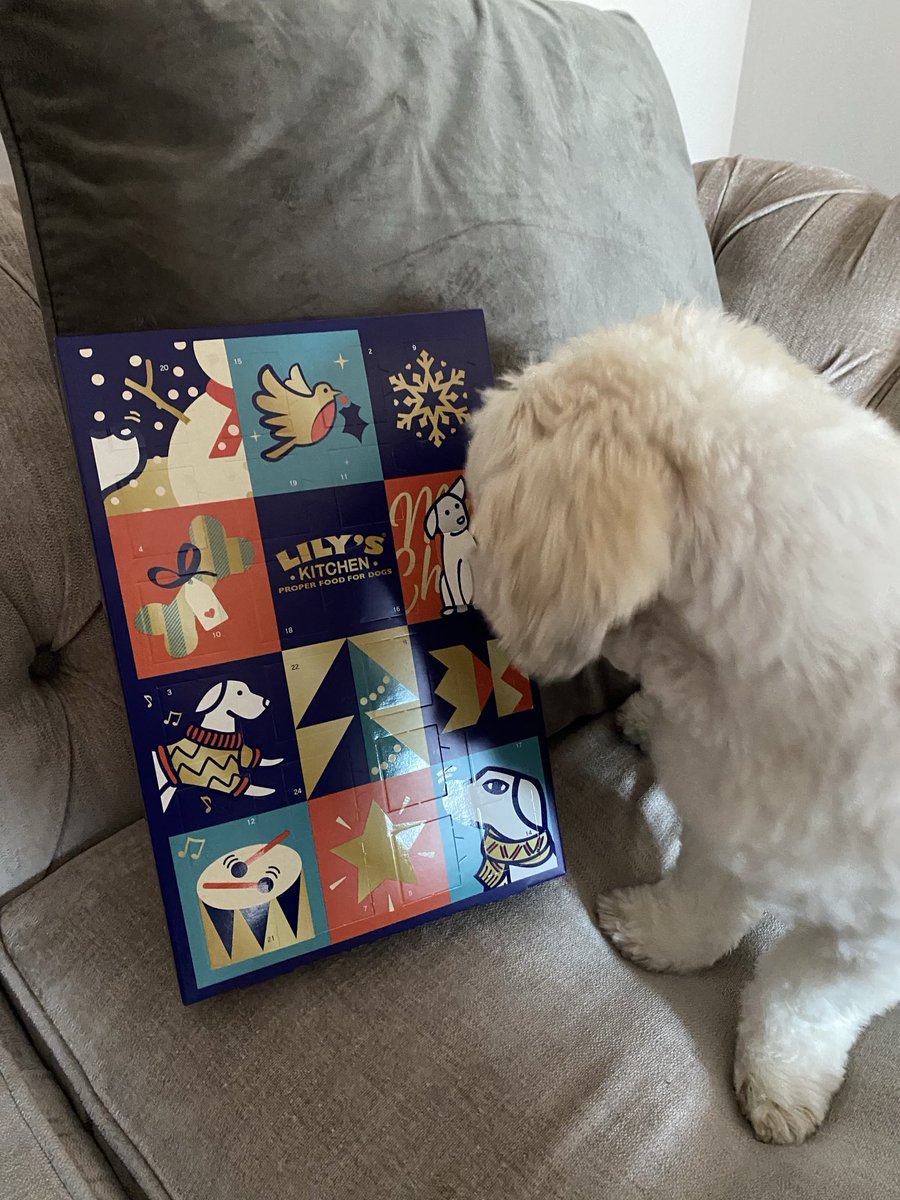 A Dog’s Advent Calendar! What has my life become! 🎄 #Gus