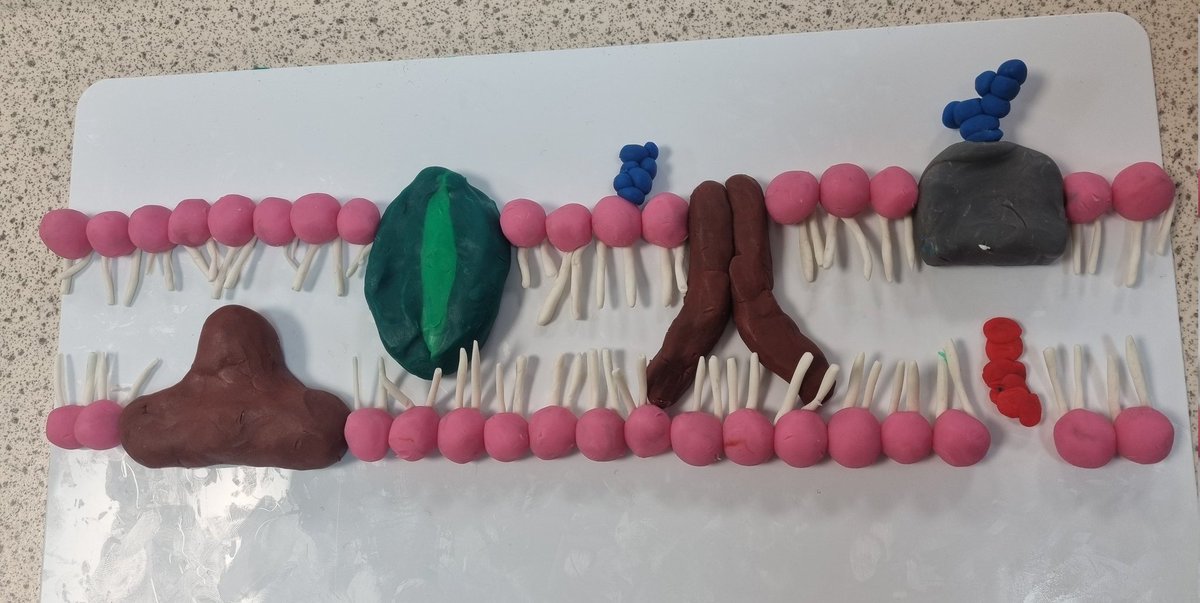 QueenswoodSTEM's tweet photo. Year 12 biologists @queenswood going #insaneinthemembrane #alevelbiology https://t.co/ADHz4Wuh38