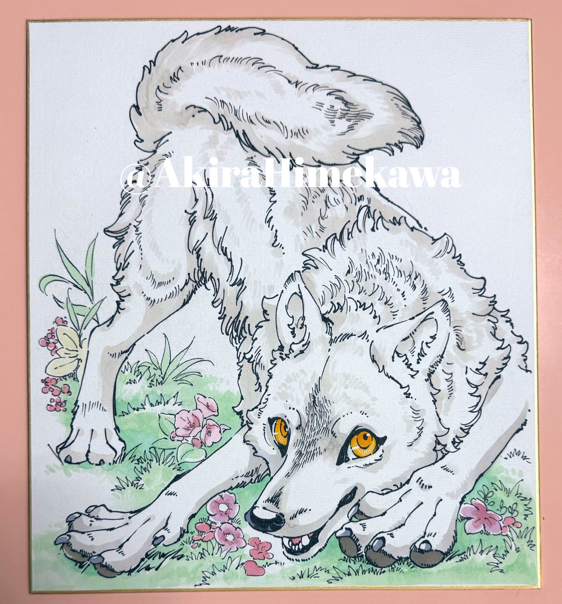 no humans grass flower animal focus wolf pink flower looking at viewer  illustration images