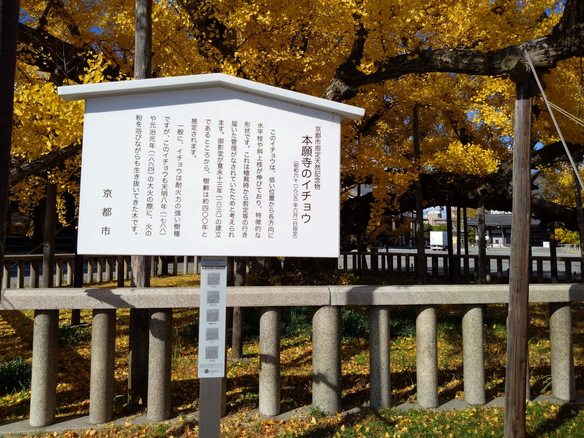 hegomaru8's tweet photo. 天然記念物、西本願寺のイチョウ。
スマホの広角側で撮影。魚眼レンズがあれば面白い画になったかも？ https://t.co/4wiD5WaK9N