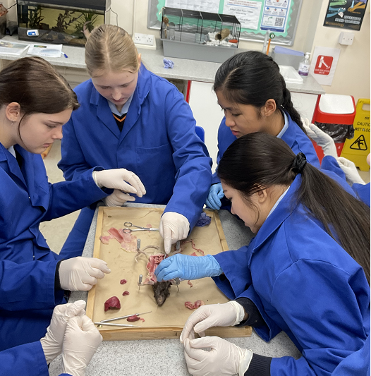 StSwithunsBio's tweet photo. M5 biologists’ practiced their confidence and risk taking skills, learning about the anatomy of the mammalian digestive system first-hand by dissecting a rat.  They were amazed by how long the small intestine is relative to body size, and the large size of the rat’s caecum. https://t.co/wQKC9dbT7z