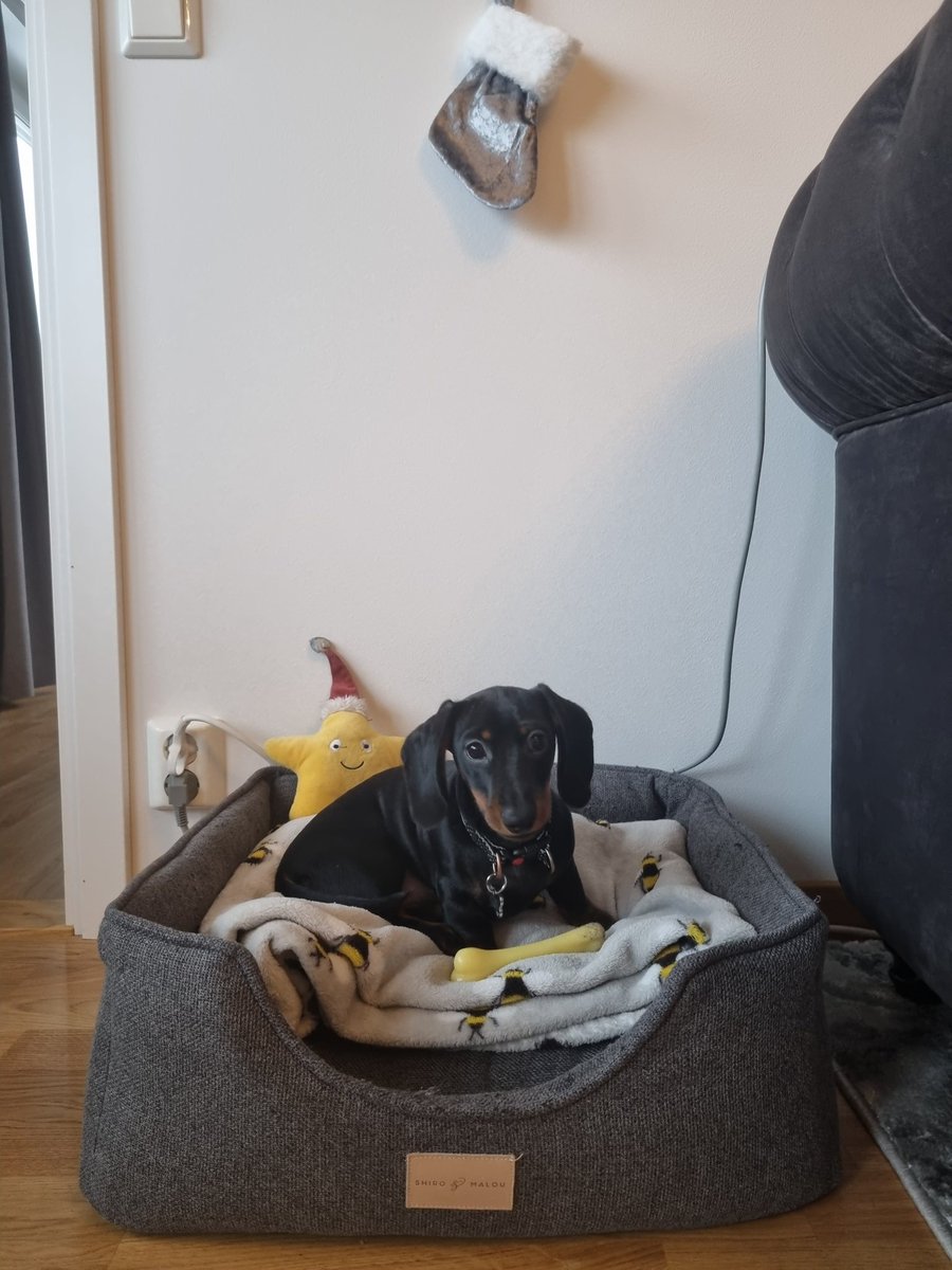 Pebbles has her own little Christmas stocking above her bed 🎄🎁🐶