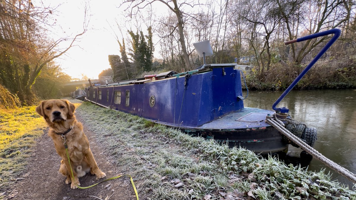 It's a rather frosty and chilly start to the day on the #CoventryCanal near #AtherstoneLocks for #RedMoonshine. #LifesBetterByWater #BoatsThatTweet #KeepCanalsAlive #GoldenRetrievers #NbWillTry #Frosty #Waterways #OutdoorPhotography #1YearOld #Narrowboats #BoatingPhotography