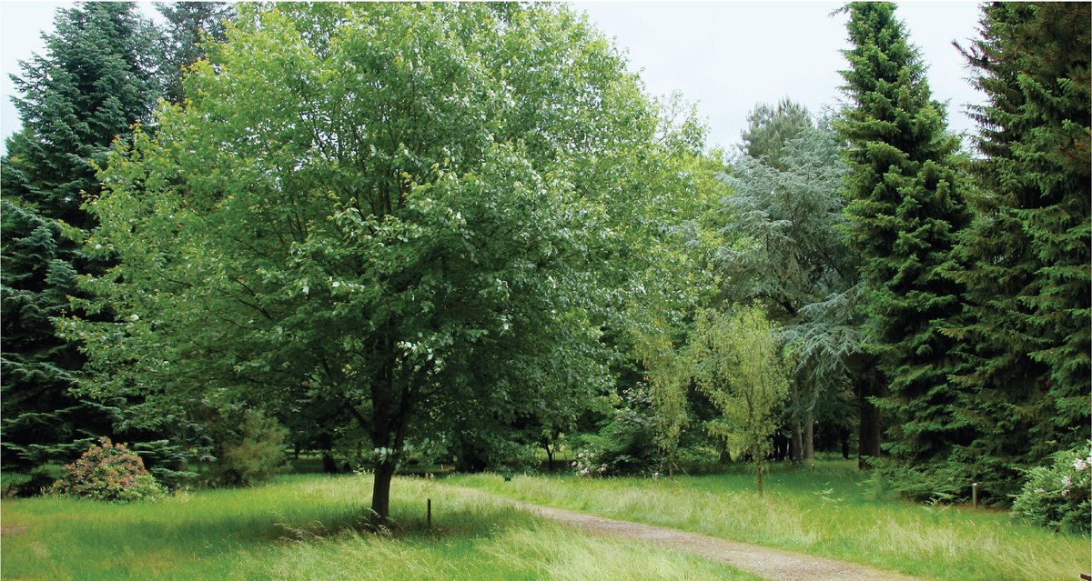 Barchamtrees's tweet photo. Tree diversity is becoming increasingly important and is shaping our future landscapes. π³
Keith Sacre from #BarchamTrees has put together a booklet that explains the subject, and how we can achieve this: https://t.co/agmFXA8wQ7
#treediversity #nationaltreeweek #treecouncil https://t.co/IlxWLSqhqY