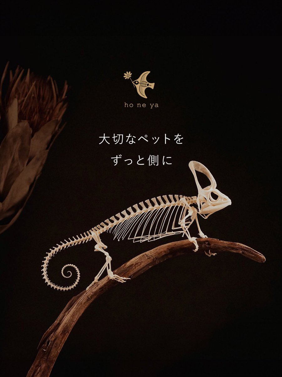 【亡くなったペットを骨格標本として残します】
 
火葬や土葬とは違い、形として残る「標本葬」を弔い方の一つとして提案しています。
 
ご依頼が殺到してしまい、去年から停止中だった新規受付も本日から再開しました。
 
拡散して頂ければ幸いです💐
 
🔽詳細はこちらから🔽
honeya.site/lp/