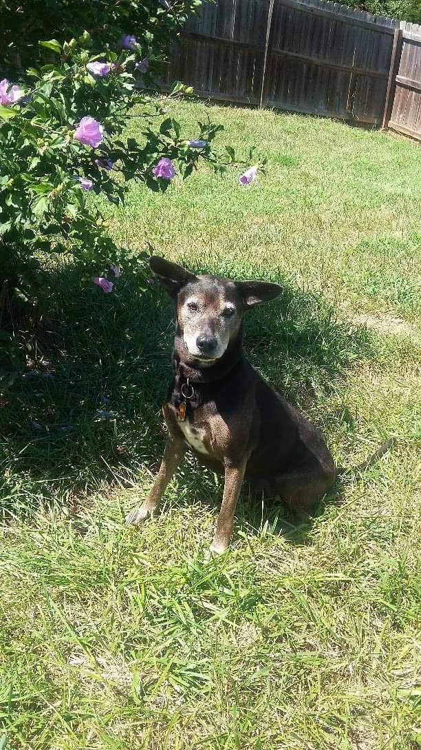 we'll miss you doug !! say hi to deedee for me ❤️🫶

wishing doug's owner a safe time of mourning as well , it'll be alright :)