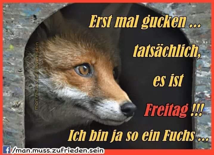 thegreycat's tweet image. #Füchse 🦊 schlafen nicht, die schlummern nur!