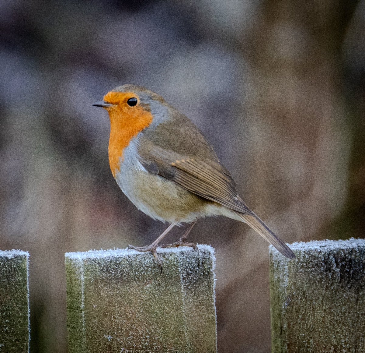 Wildlife of the Southside 🐦