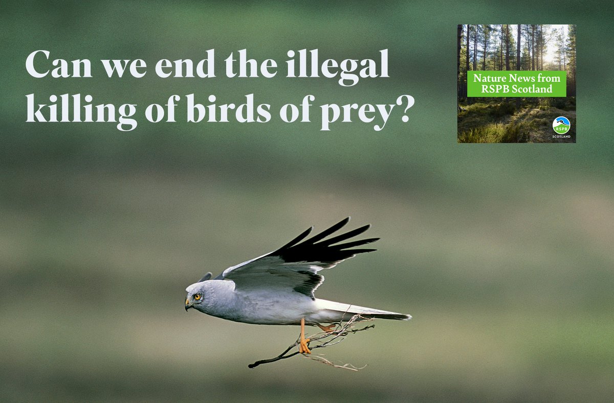As legislation to tackle the illegal killing of birds of prey passes its first vote @ScotParl our podcast has the very latest on what’s happening. Hear from our Investigations team, @ChrisGPackham, @RuthTingay, @lornaslater and @ReviveCoalition 🎧here buzzsprout.com/1781142/140693…