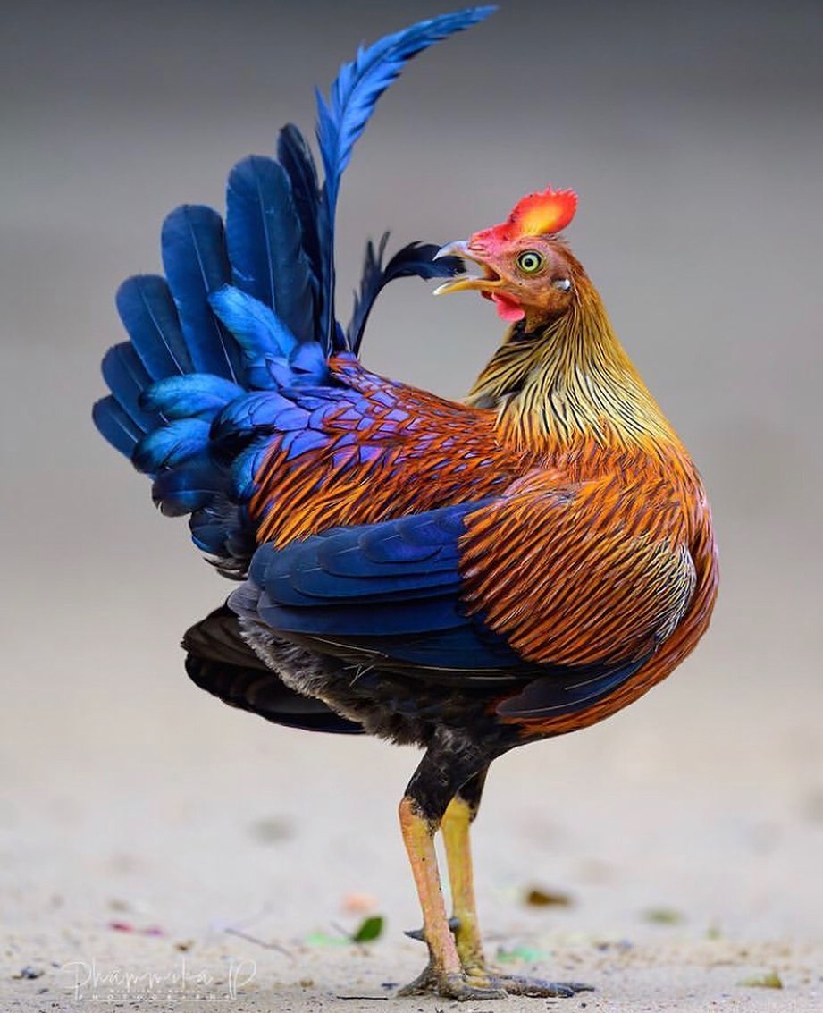 蓝喉原鸡 Sri Lanka Junglefowl
#birds #birdwatching #NaturePhotography #wildlifephotography