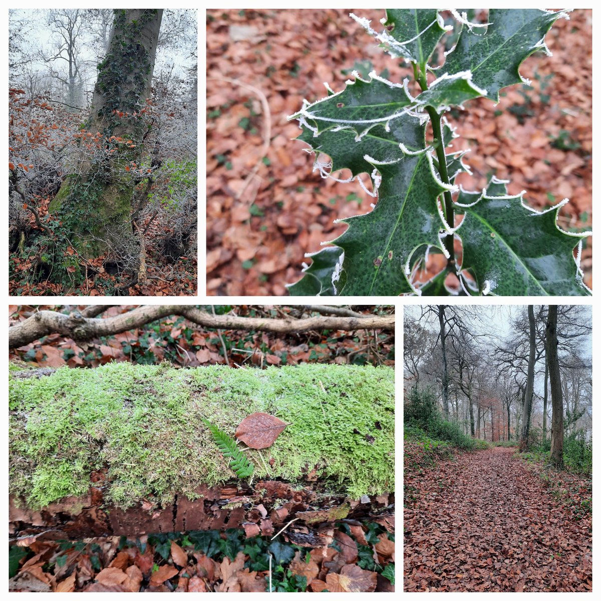 #Frosty walk through the #woods this morning.  Beautiful with crunchy leaves under foot and frost on leaves and branches. 
#viewfrommywalk
#lovewhereilive 
#twinberrowWood