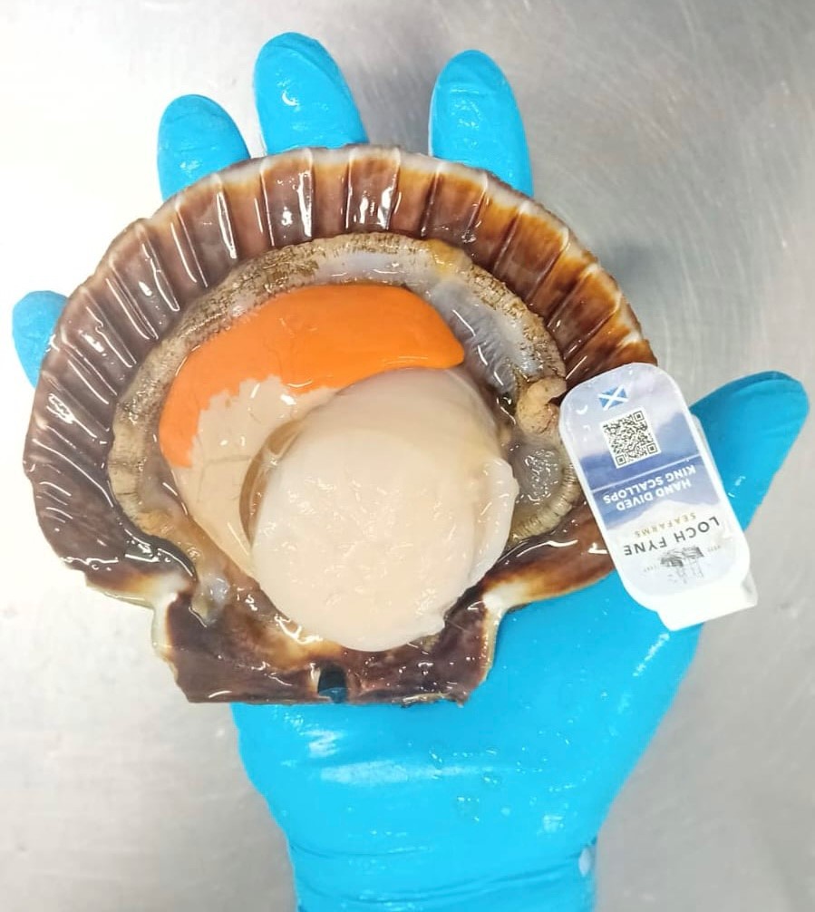 Stickleback Fish (@sticklebackfish) on Twitter photo Our hand dived King Scallops in shell XL are available immediately.
Call us today:
📱01707 257462
Or send us an email:
📧sales@sticklebackfish.co.uk
“We love seeing your dishes. Don’t forget to tag us in your pictures 📸 "
#freshfish #freshfishdelivery #wholesale #scallops Our hand dived King Scallops in shell XL are available immediately.
Call us today:
📱01707 257462
Or send us an email:
📧sales@sticklebackfish.co.uk
“We love seeing your dishes. Don’t forget to tag us in your pictures 📸 "
#freshfish #freshfishdelivery #wholesale #scallops