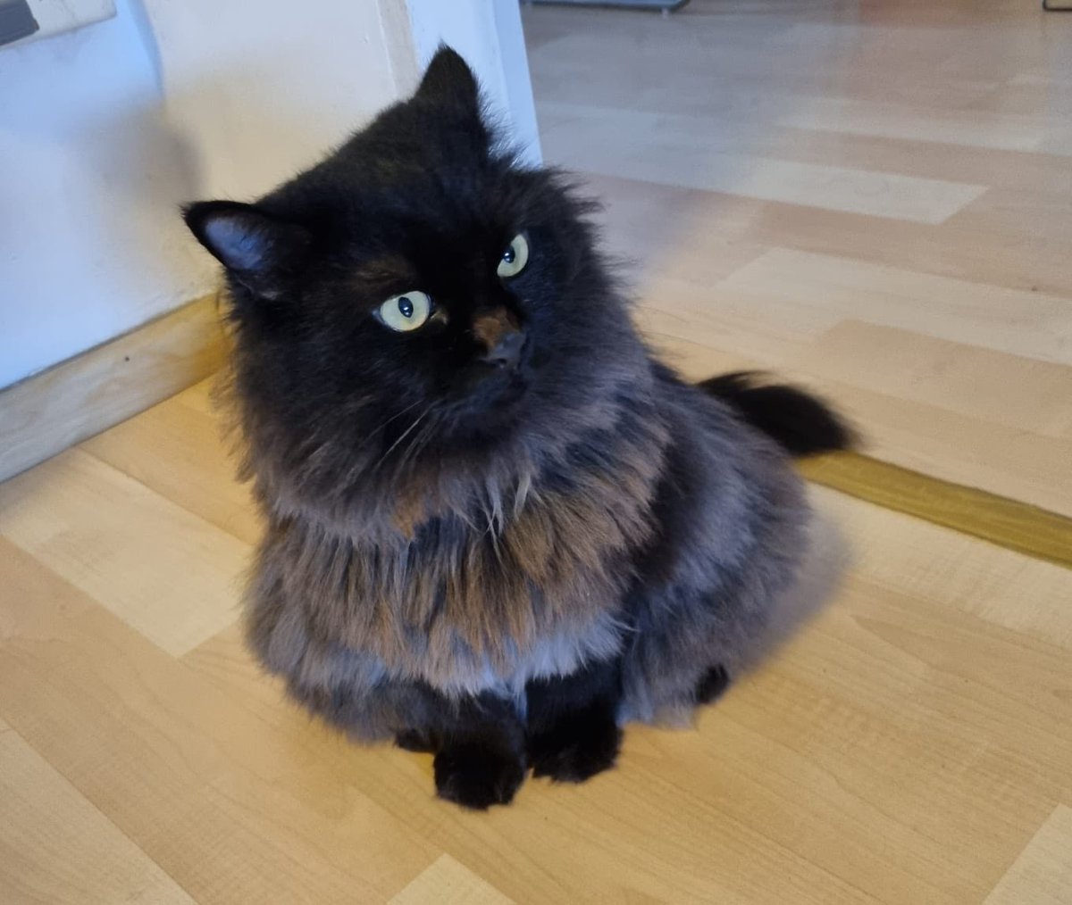 65ziggystardust's tweet image. Living my best sassy life as a floofy black smoke kitty with a capital P for Personality! 😼💁‍♀️ My floof game is strong, and I wear it with pride. Tag your fellow fabulous felines and let’s see who rules the floof kingdom! 👑🖤 #FloofySass #PurrsonalityPlus #CatsofTwitter