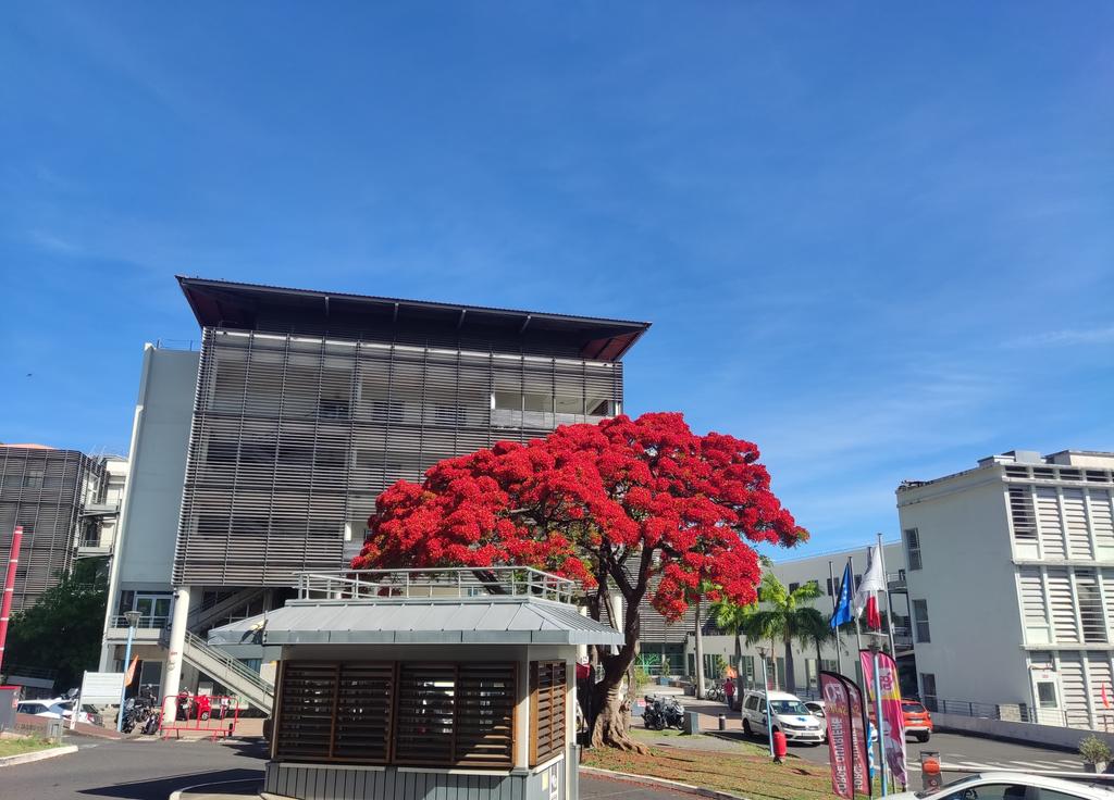 Primer día de diciembre en el CHU de la Réunion.
