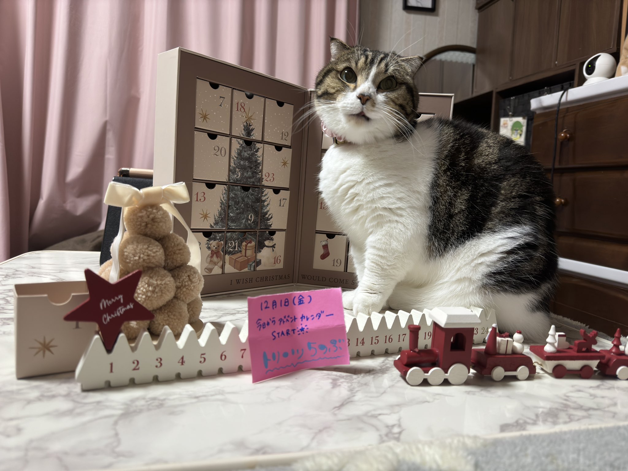 マンチカンです。 マンチカンのもけぞう (@mokezou0205) / X