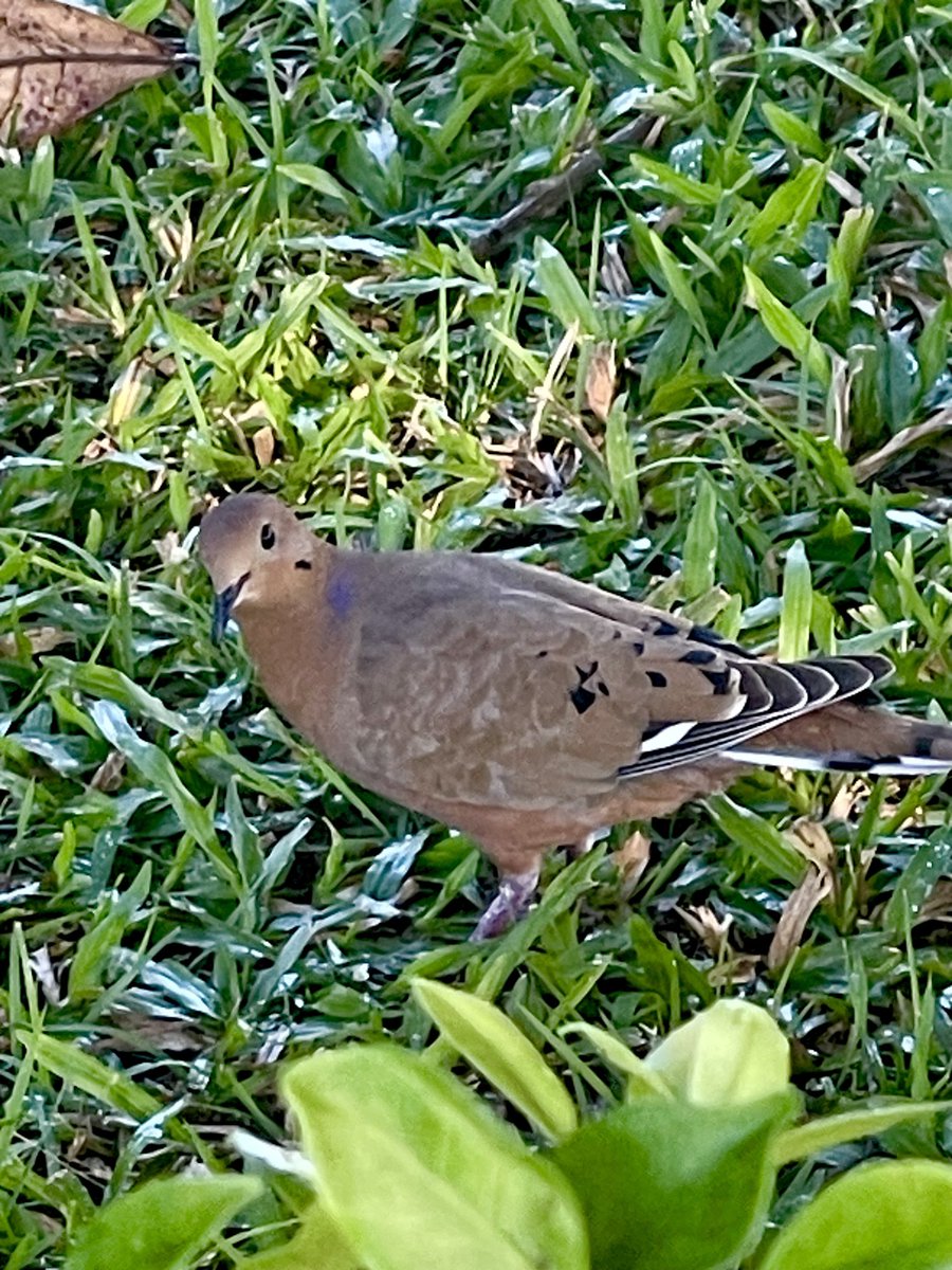 Cute pigeons today. #wildbirds #birdsoftheworld #nature #mymorning #lovelyday😍