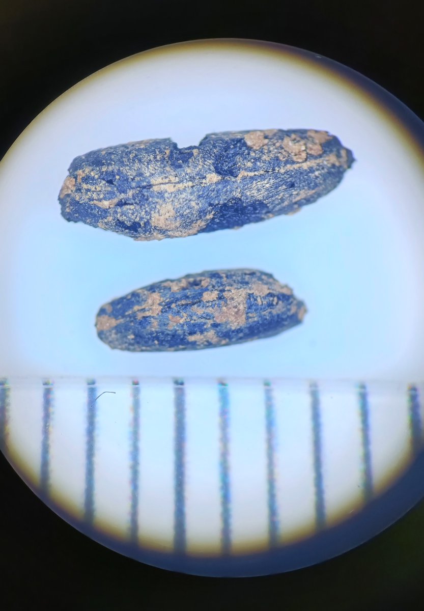 Loads of cultivated oat grains in a flot can show us that the deposit/feature is more recent in age compared to if we had a load of spelt grains, which would be indicative of Iron Age deposits.

#RomanBritain #ironage #ironagebritain #medievalarchaeology #SpecialistServices