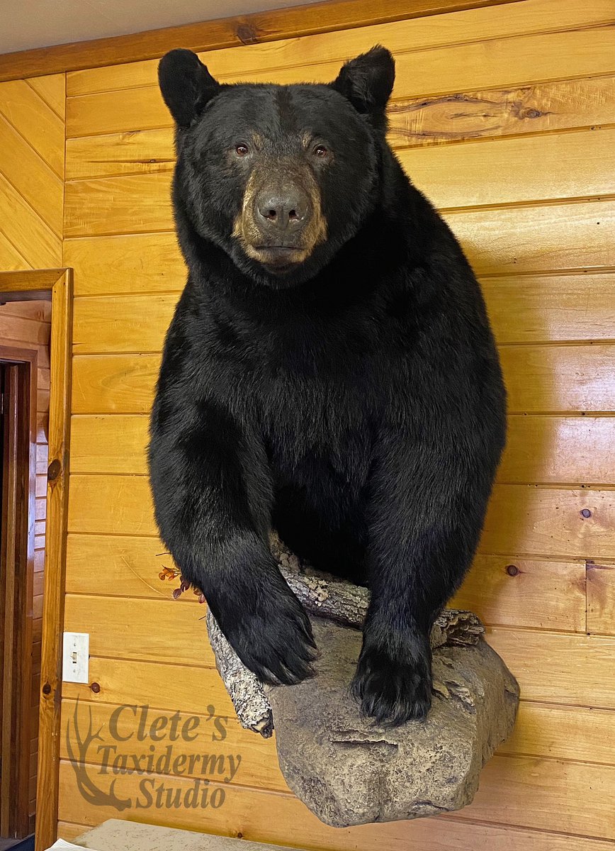 565lb, PA, black bear finished recently.