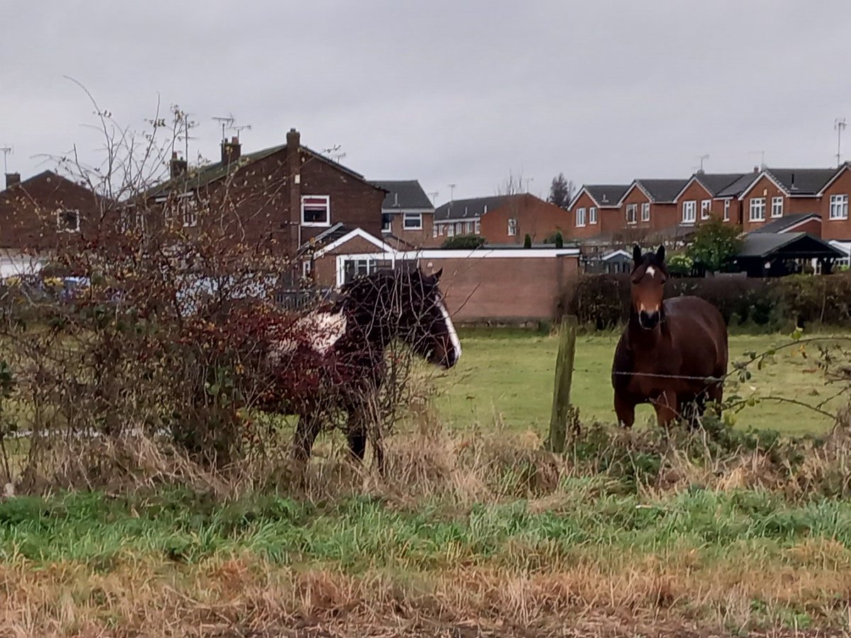 IsabelleSimsPhD's tweet image. Out sampling this week for the @DefraSurvey  a bit cold at times but met some friendly horses ❄️🐎🌱