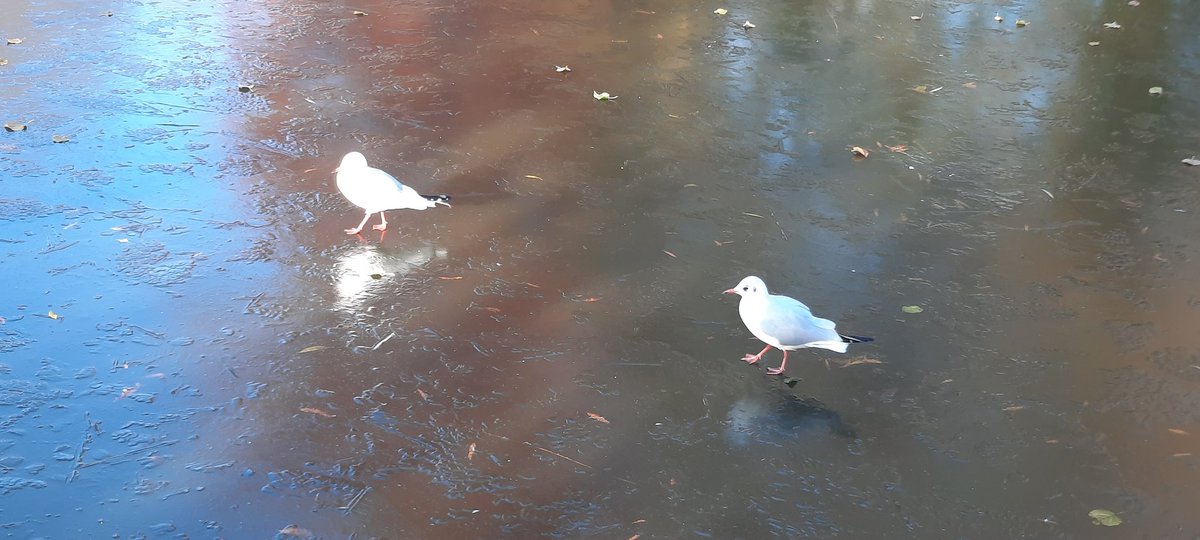 Hazel Hopkinson tweet media