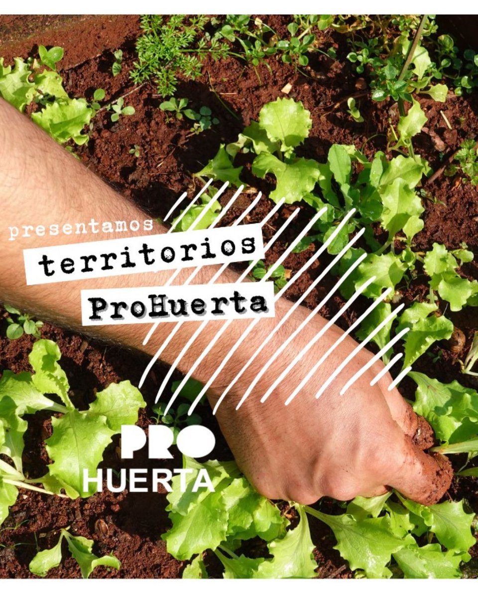 prohuerta's tweet photo. #TerritoriosProHuerta | Chaco

En Corzuela, Charata, Las Breñas, San Bernardo, Villa Berthet, Villa Angela y Santa Sylvina, 300 chicos y más de 60 escuelas primarias multiplican los saberes de la huerta con clases, talleres y jornadas de trabajo en la huerta. 👏🏽🌱 https://t.co/LeKsSZEckg