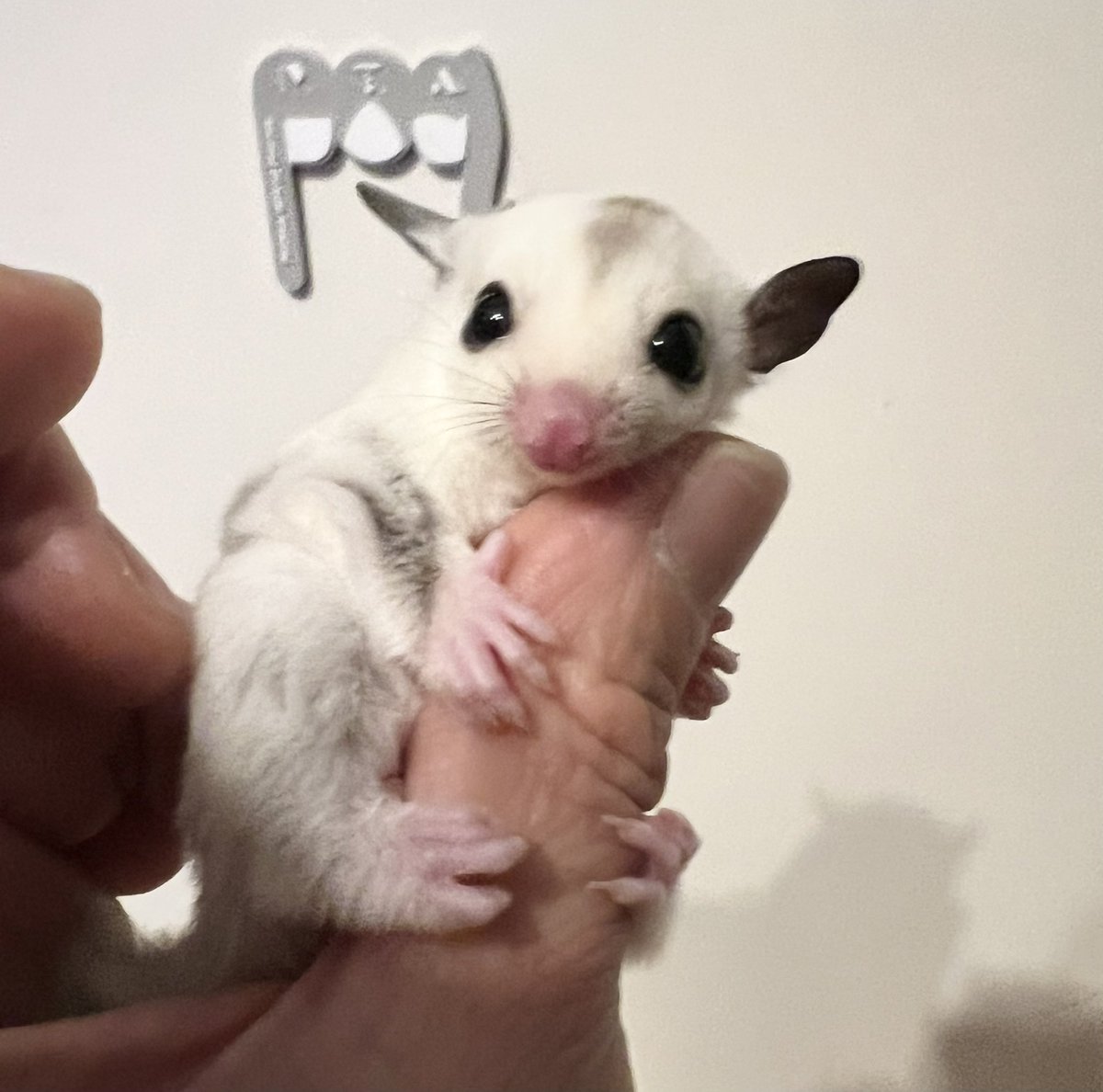 fukumomo_com's tweet photo. フクロモモンガのプラチナモザイクちゃん♀です!ベタ慣れの赤ちゃんご希望でしたらDMくださいよろしくお願いします
#フクロモモンガ #小動物 #レプタイル #爬虫類 #モモンガ #フクロモモンガドットコム #プラチナ #御家族募集 #ブリーダー #石川県 #金沢 #白山市 #北陸 #TikTok @tiktok_japan https://t.co/LTp8f2RQYu