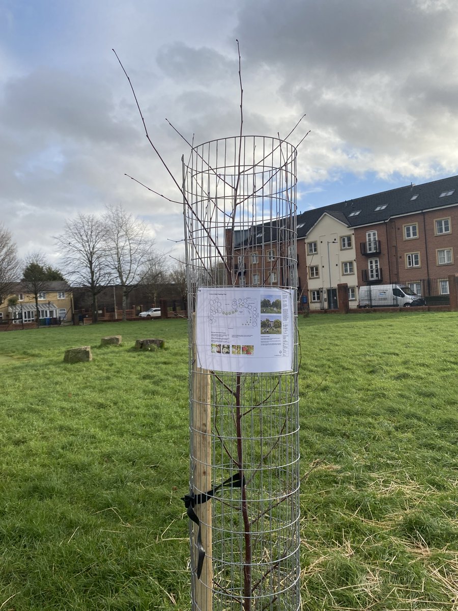 SowtheCity's tweet photo. It is #NationalTree week!
Trees provide a range benefits to our ecosystems: providing shade, cleaning the air, combating cimate change, improving wellbeing, providing homes for wildlife and reducing flood risk.
This year we have planted 715 native whips and fruit trees! 🌳 https://t.co/fZOH8PfHwv