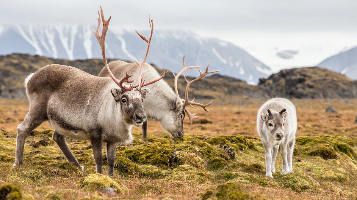 BritishDeerSoc's tweet photo. Day 1 of the #ReindeerAdventCalendar is here! Each day, discover a new fact about reindeer. Did you know a bull is a male reindeer, a cow is a female, and a calf is the young? #FunFacts #ReindeerFacts #ReindeerFactOfTheDay #ReindeerTrivia #ReindeerKnowledge https://t.co/8luX3mB2Zv