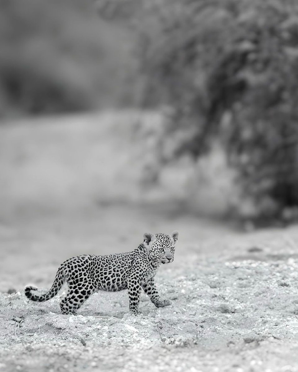 fubiz's tweet photo. Adorable Baby Leopard 🐆 by jordan_delveccs
#leopard #babyleopard #animallovers #wild https://t.co/9D3Nd1pp7q