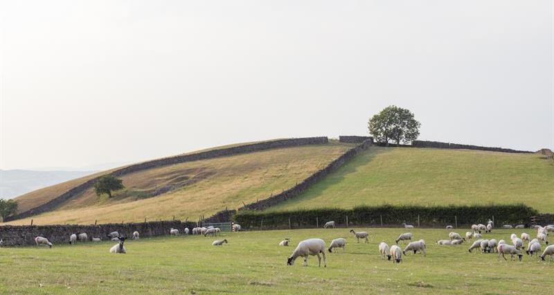 NFU Environment Forum chair  @SustEnvFarming spoke at Westminster Insight's EIP  conference earlier this month. 

The event addressed recent guidance on biodiversity, pollution reduction, and improvements in water quality and resource efficiency.

👉 nfuonline.com/updates-and-in…