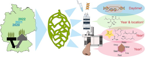 🌿🧪🔍 'Callista' hops' aroma & quality vary with harvest time, year, and location. 2021's batch was fruitier, but 2022's heat led to unique biochemistry changes. Time for hop 'terroir' and 'vintage'? #HopScience #Brewing #AromaChemistry 🍻🔬
sciencedirect.com/science/articl…