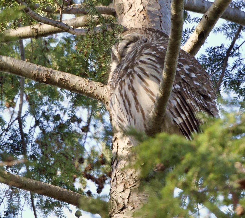 Good Morning Everyone.  #TwitterNatureCommunity #TwitterNaturePhotography #NatureCommunity #NaturePhotography #WildlifePhotography #Wildlife #Owls