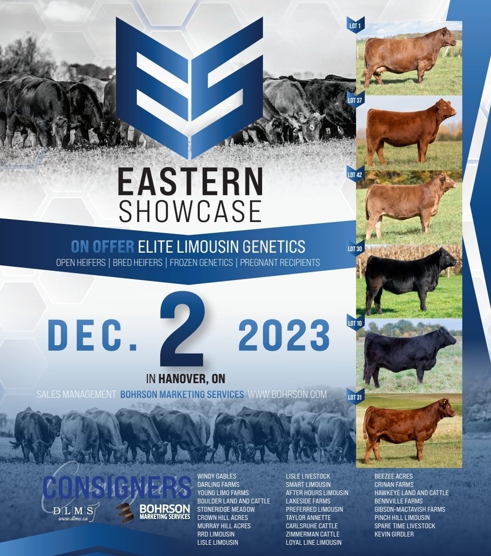 Join the OLA and their Consignors tonight from 5 to 7 to view the Eastern Showcase offering on display at Maple Hill Auctions in Hanover. The sale is tomorrow at 1pm in person or watch and bid on DLMS.ca
#limousinbreedssuccesss
<a href="/BeefFarmersON/">Beef Farmers of Ontario</a> <a href="/CDNLimousin/">Canadian Limousin</a>