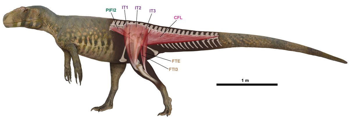 Reconstruction of the hindlimb muscles of Piatnitzkysaurus for the recently published paper by Lacerda and colleagues 🦖