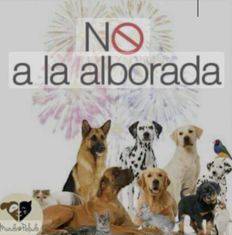 mafeardilalopez's tweet photo. La #Alborada es demasiado cruel ojalá aquellas personas que la celebran tomen conciencia y entiendan que no estamos solos debemos proteger a los niños y proteger a las aves y animales que mueren todos los años por esta causa #NoALaAlborada #NoMásPólvora 🙏🏻 https://t.co/nD2uKBwx9V