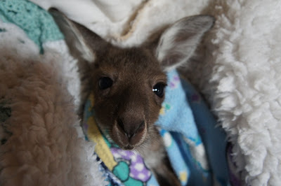 To cheer you up on a snowy day! Who can resist this baby roo being looked after at the Chidlow Marsupial Hospital in WA bit.ly/3t4T1gH