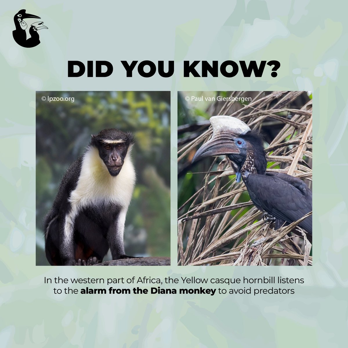 The Diana monkey (Cercopithecus diana) has a unique behavior to avoid predators. The crowned eagle is one of the birds that prey on Yellow-casqued hornbills (Ceratogymna elata). The alarm from Diana monkey became a sign and an opportunity for them to save themselves. 🏃‍♂️🏃‍♀️