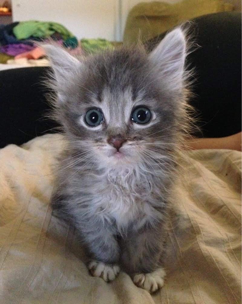 yoga_and_more's tweet image. do you love me ?? ❤️ 😺 🎉 🎈 🍀 ❤️