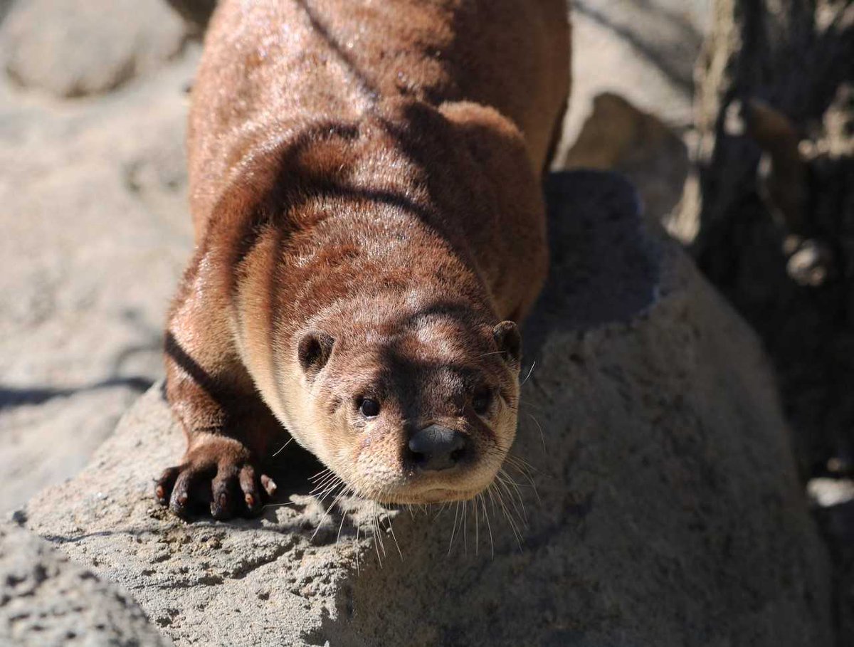 The Zoo is excited to welcome a new resident to our family: male North American river otter Gary! Gary, who will turn 2 in February, comes to us from the @zoonewengland in Stoneham, MA. Look for Gary the next time you’re at the Zoo! 🦦🧡