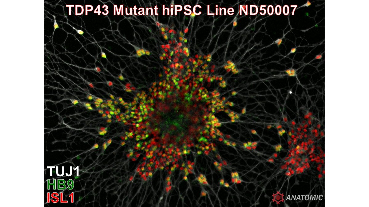 🧠💪Success with Moto-DM on the first try! 7 day directed differentiation of motor neurons using the @TargetALS_fdn TDP43 mutant hiPSC line ND50007 from the @NIH_NINDS Human Cell and Data Repository. #notyouraverageneuron