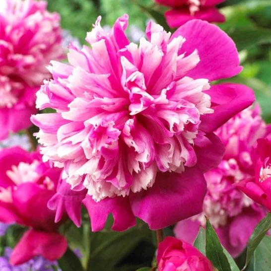 allotmentonline's tweet photo. 🌷LAST CHANCE COMPETITION TIME!🌷

Enter for the chance to WIN a bulb collection worth £300 from @HollandBulbs !

Please follow, RT and enter: https://t.co/pMccn4a5xH

#win #springflowers #autumnplanting https://t.co/BfGWhWwqMq